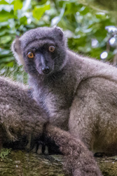 Madagascar 2022